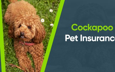 Cockapoo Pet Insurance