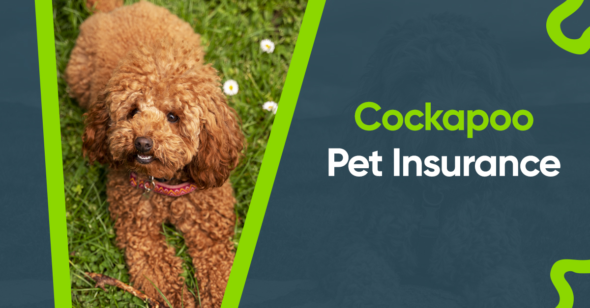 A curly-haired brown Cockapoo dog lies on green grass with white flowers, next to bold text that reads Cockapoo Pet Insurance on a blue and green background.
